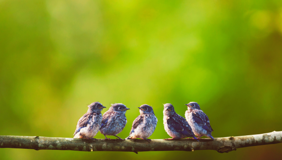 birds